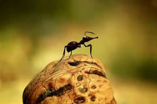 核桃树下的小蚂蚁